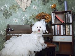 -超宠爱宠物摄影-Super pet