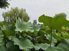-白洋淀景区