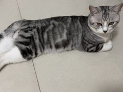 -创凡宠物医院·骨专科  猫科中心(西乡分院)