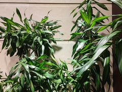 -江南厨子(益田假日广场店)