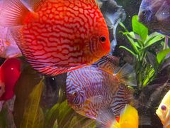 -上海海洋水族馆