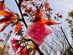 -高东镇樱花园