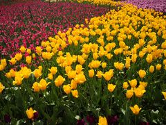 -七彩云南茶(七彩云南第壹城店)