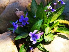 -长白岛森林公园