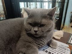 -猫咪咖啡·猫咖(万达广场店)