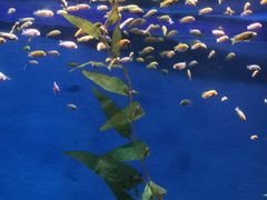 -欢乐海岸海洋奇梦馆