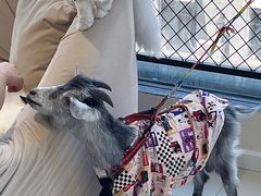 -怪兽屋·羊驼·猫咖·狗咖(俊华广场店)