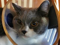 -萌兽医馆·犬猫专科·眼科中心·宠物医院(朝阳门分院)