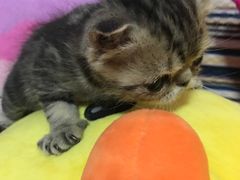 -纳吉亚猫专科动物医院博雅分院