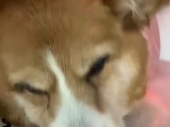 -爱妮康宠物医院·干细胞免疫细胞·肿瘤·心脏(张江店)