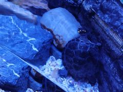 -上海海洋水族馆