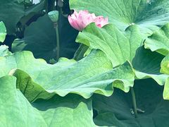-陈家山荷花公园