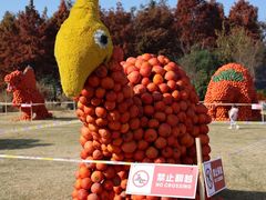 -荷兰花海