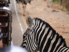 -清迈夜间动物园