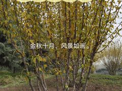 -洨河生态公园