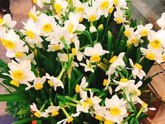 -双季花艺园艺市场(浦东店)