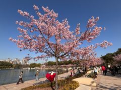 -新江湾城公园