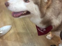 -Husky Go! 哈士奇体验馆·宠物咖啡厅狗咖
