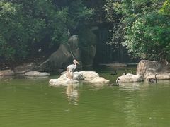 -合肥野生动物园