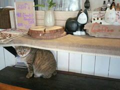 -猫咪博物馆(顶澳仔猫街店)