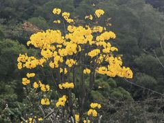 -野狸岛