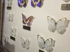 -上海昆虫博物馆