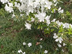 -大渡口区义渡公园