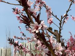 -永定河休闲森林公园