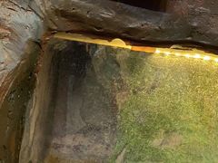 -上海大自然野生昆虫馆(东方明珠·爬宠昆虫探索中心)