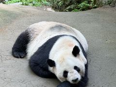 -都江堰中华大熊猫苑