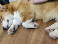 -柯斗斗主题餐厅·狗咖·围炉煮茶·茶饮(国瑞升平里店)