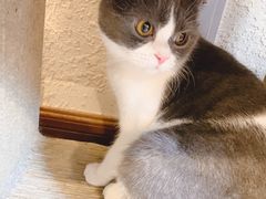 -猫友咖啡店(玉林西路店)