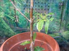 -上海大自然野生昆虫馆(东方明珠·爬宠昆虫探索中心)