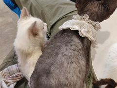 -楼上猫咖(罗湖店)