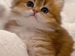 -Bastet sally猫舍购宠(静安店)