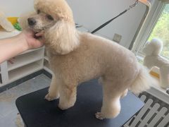 -优缇多格专业宠物美容师培训学校