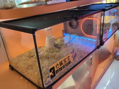 -可爱抓 COCO  GOTCHA(天津鹏欣水游城店)