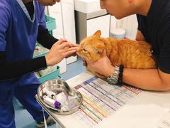 -伟伟宠物医院·CT影像中心·瑞派犬猫综合性门诊(汉口总院)