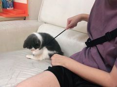 -lincat·猫舍(广州店)