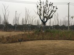 -上海长兴岛郊野公园