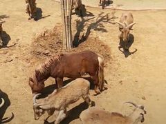 -石家庄市动物园