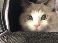 -中农国际动物医院24小时·猫科·骨科·急重症中心