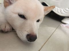 -美联众合动物医院(·中兽医·疑难杂症·严家桥分院)