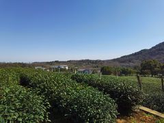 -中国茶叶博物馆(双峰馆区)