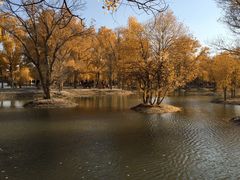 -金塔沙漠胡杨林景区