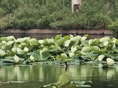 -前关湿地公园
