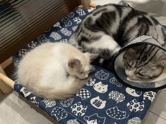 -唐小姐の猫狗洗护·购宠旗舰店(周浦万达店)