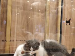 -袖虎·猫馆(体育西路店)