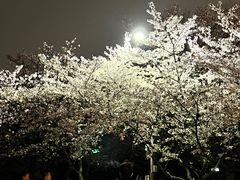 -武汉大学-樱园