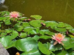 -深圳国际园林花卉博览园